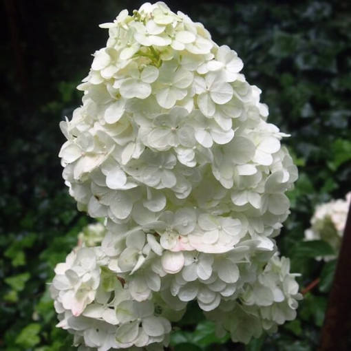 Bouquet hydrangea 'Unique' P9/C1
