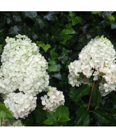 Bouquet hydrangea 'Unique' P9/C1