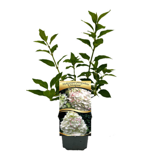 Bouquet hydrangea 'Unique' P9/C1