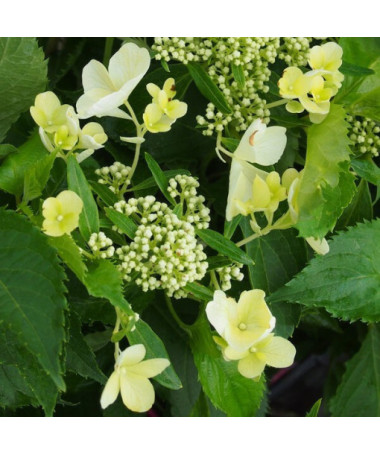 Bouquet hydrangea 'Tardiva' in a 2l pot