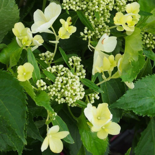 Bouquet hydrangea 'Tardiva' in a 2l pot