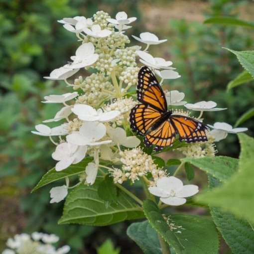 Bouquet hydrangea 'Tardiva' in a 2l pot