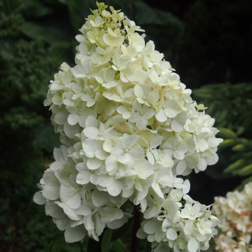 Bouquet hydrangea 'Tardiva' in a 2l pot