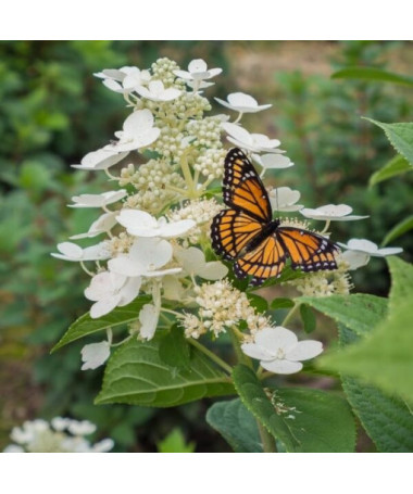 Bouquet hydrangea 'Tardiva' P9/C1