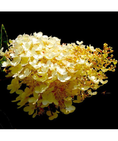 Bouquet hydrangea 'Tardiva' P9/C1