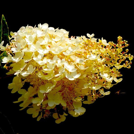 Bouquet hydrangea 'Tardiva' P9/C1