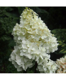 Bouquet hydrangea 'SILVER DOLLAR' in a 2l pot