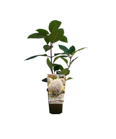 Bouquet hydrangea 'SILVER DOLLAR' in a 2l pot