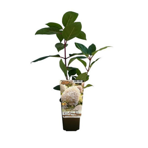 Bouquet hydrangea 'SILVER DOLLAR' in a 2l pot