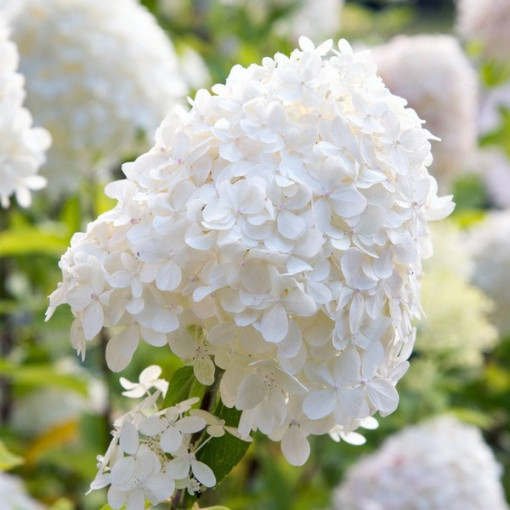 Bouquet hydrangea 'SILVER DOLLAR' in a 2l pot