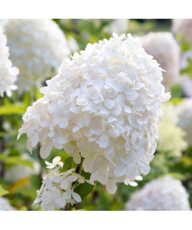 Bouquet hydrangea 'SILVER DOLLAR'