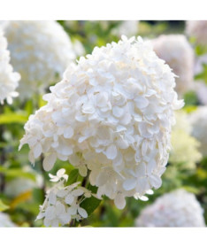 Bouquet hydrangea 'SILVER DOLLAR'