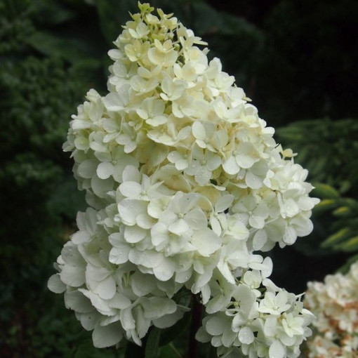 Bouquet hydrangea 'SILVER DOLLAR'
