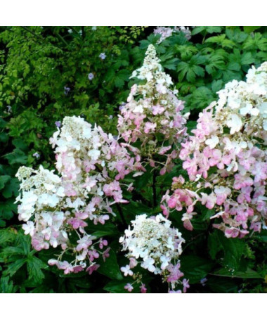 Bouquet hydrangea 'Ruby' syn, Angel's Blush P9/C1