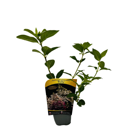 Bouquet hydrangea 'Ruby' syn, Angel's Blush P9/C1
