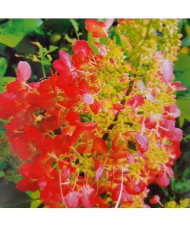 Bouquet hydrangea 'Red Star' P9/C1