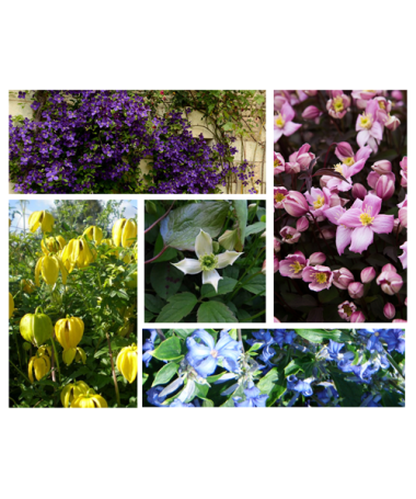 Set of 4 pcs - Clematis in P9/C1 pots