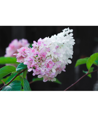 Bouquet hydrangea 'Pink Lady' P9/C1