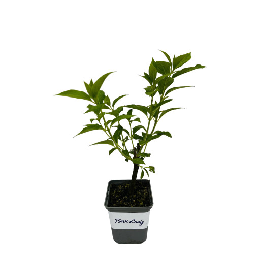 Bouquet hydrangea 'Pink Lady' P9/C1