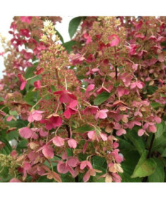 Bouquet hydrangea 'Pink Diamond' in a 2l pot