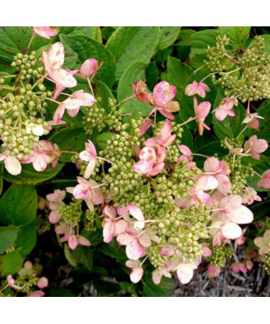 Bouquet hydrangea 'Pink Diamond' in a 2l pot