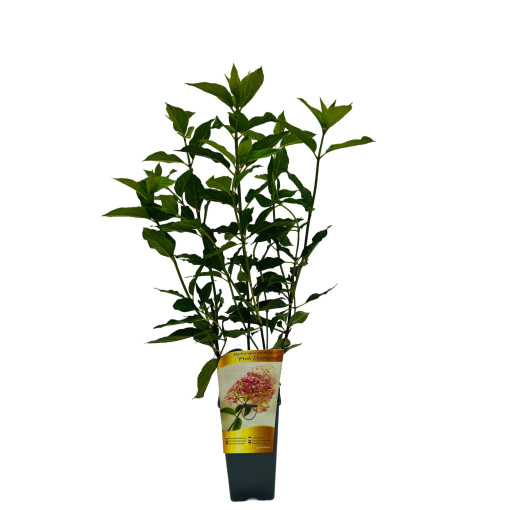 Bouquet hydrangea 'Pink Diamond' in a 2l pot