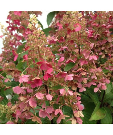 Bouquet hydrangea 'Pink Diamond' P9/C1