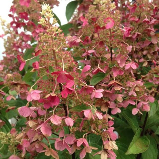 Bouquet hydrangea 'Pink Diamond' P9/C1