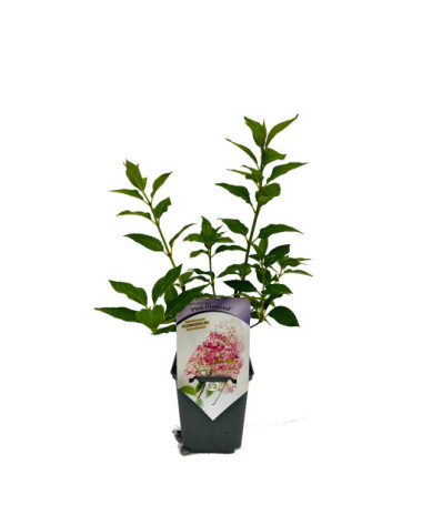 Bouquet hydrangea 'Pink Diamond' P9/C1