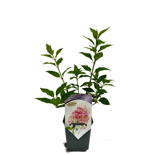 Bouquet hydrangea 'Pink Diamond' P9/C1