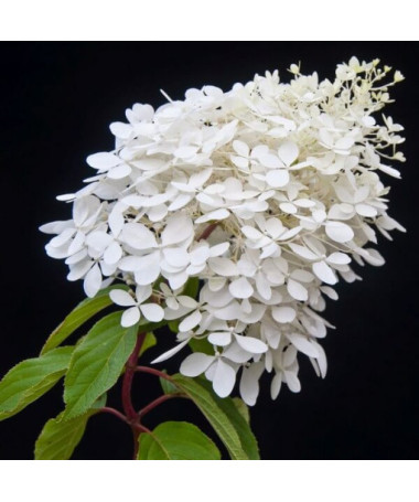 Bouquet hydrangea 'Grandiflora' in a 2l pot