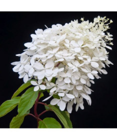 Bouquet hydrangea 'Grandiflora' in a 2l pot