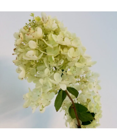 Bouquet hydrangea 'Grandiflora' in a 2l pot
