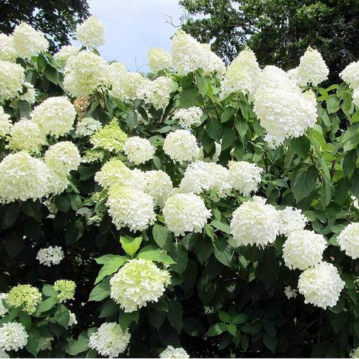 Bouquet hydrangea 'Grandiflora' in a 2l pot