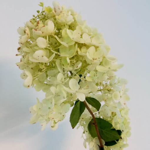 Bouquet hydrangea 'Grandiflora' P9/C1