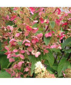 Bouquet hydrangea 'DHARUMA' in a 2l pot