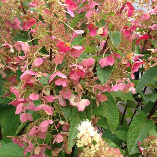 Bouquet hydrangea 'DHARUMA' P9/C1