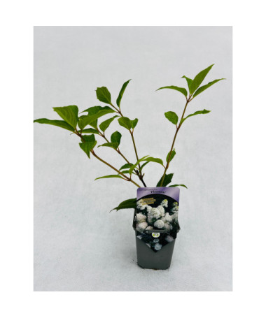 Bouquet hydrangea 'PHANTOM'