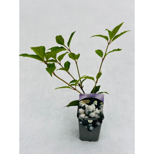 Bouquet hydrangea 'PHANTOM'