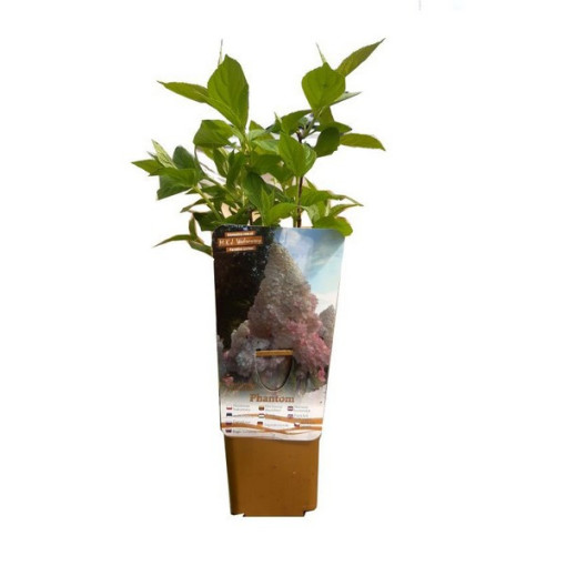 Bouquet hydrangea 'PHANTOM'