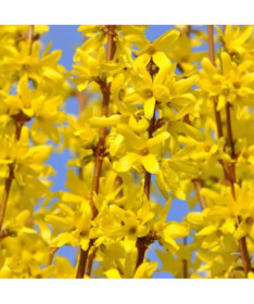 Intermediate forsythia 'Lynwood' in a 2l pot