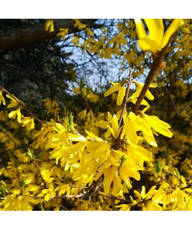 Intermediate forsythia 'Lynwood' in a 2l pot
