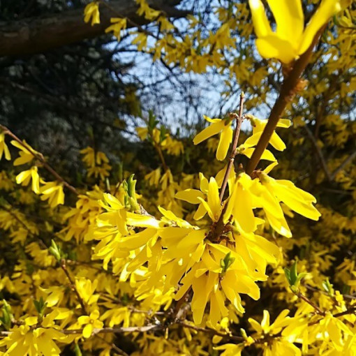 Intermediate forsythia 'Lynwood' in a 2l pot