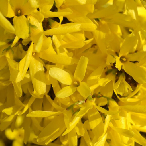 Intermediate forsythia 'Lynwood' in a 2l pot