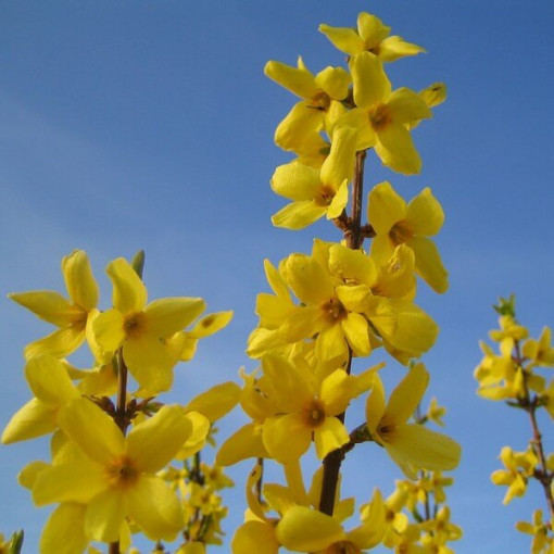 Intermediate forsythia 'Lynwood' in a P9/C1 2l pot