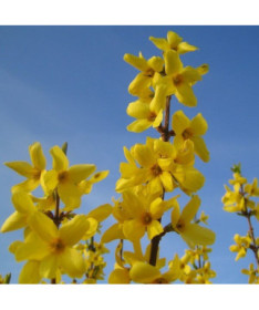 Intermediate forsythia 'Lynwood' in a P9/C1 2l pot