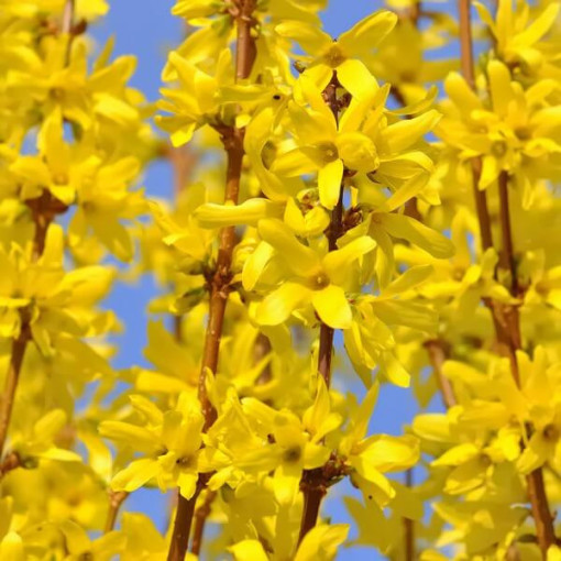 Intermediate forsythia 'Lynwood' in a P9/C1 2l pot