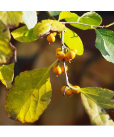 Oriental bittersweet (male) in a 2l pot