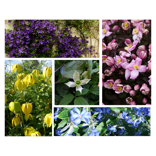 Set of 5 pcs - Clematis in P9/C1 pots