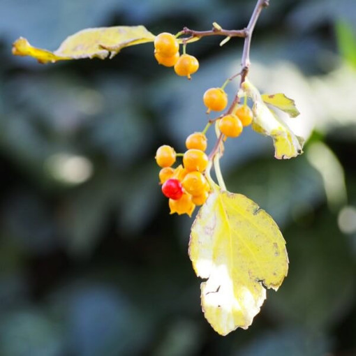 Oriental bittersweet (male) P9/C1 i 2l